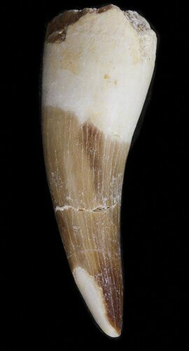Fossil Plesiosaur Tooth - Morocco #39802